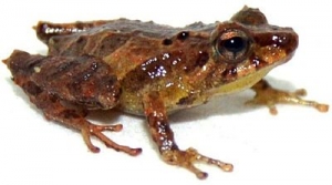 Nueva especie de sapo Cut&iacute;n es descubierta en la provincia de Zamora Chinchipe