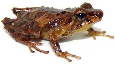 Nueva especie de sapo Cut&iacute;n es descubierta en la provincia de Zamora Chinchipe