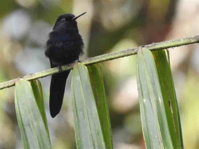 Lundin Gold y la Universidad T&eacute;cnica Particular de Loja (UTPL) estudian especies clave de la Amazon&iacute;a para impulsar su conservaci&oacute;n
