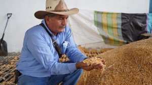 Ministerio de Agricultura adelanta importaci&oacute;n de ma&iacute;z ante advertencias de posible aumento del precio del huevo