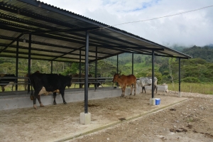 Prefectura contribuye a la construcci&oacute;n de establos en El Pangui
