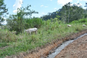 En el Valle del Quimi  trabajan en canales de drenajes
