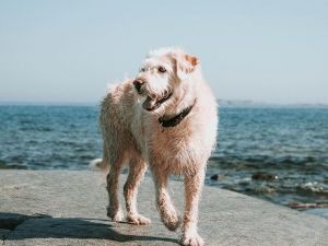 Falleci&oacute; Arthur, el perro rescatado que conmovi&oacute; al mundo