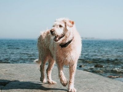 Falleci&oacute; Arthur, el perro rescatado que conmovi&oacute; al mundo