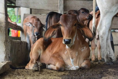Primeros resultados del proyecto de inseminaci&oacute;n artificial en Palanda