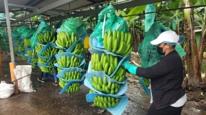 Rusia levanta restricciones para exportadoras de banano de Ecuador