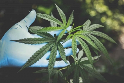 Parlamento de Alemania aprob&oacute; la posesi&oacute;n y consumo de cannabis