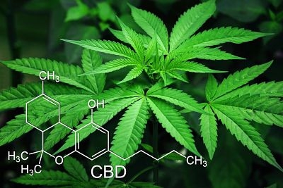 Dos cannabinoides podr&iacute;an evitar el Covid-19