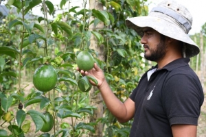 Impulsa emprendimientos agr&iacute;colas de Yantzaza