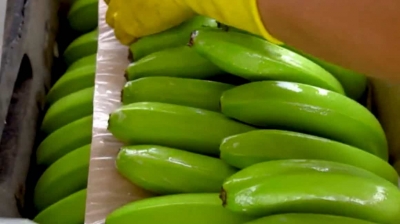 Ministra de Producci&oacute;n y Comercio Exterior se refiri&oacute; a la suspensi&oacute;n de Rusia a cinco exportadores de banano