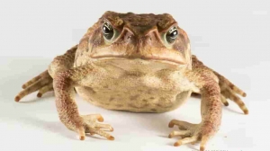 Investigadores descubren nueva especie de sapo &lsquo;bello&rsquo; en Ecuador