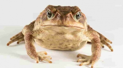 Investigadores descubren nueva especie de sapo &lsquo;bello&rsquo; en Ecuador