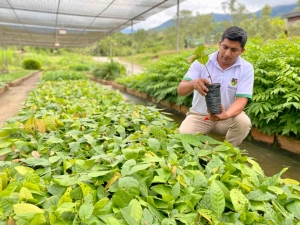 Prefectura de Zamora Chinchipe potencia la producci&oacute;n de Cacao Ancestral