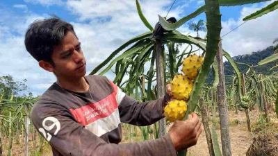 ECSA apoya el cultivo de pitahaya en la parroquia Tundayme